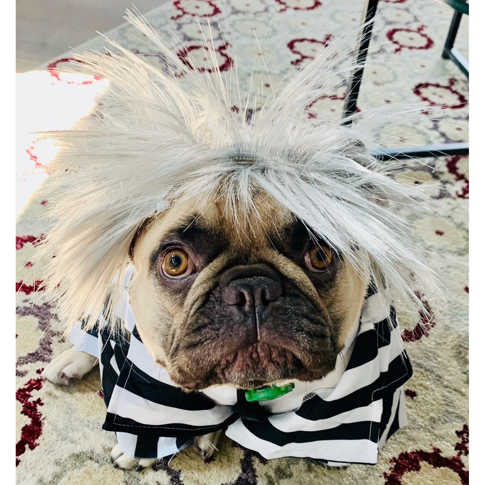 Beetlejuice Dog Costume XL Rubie's Striped Jacket Wig Pet Halloween 580051